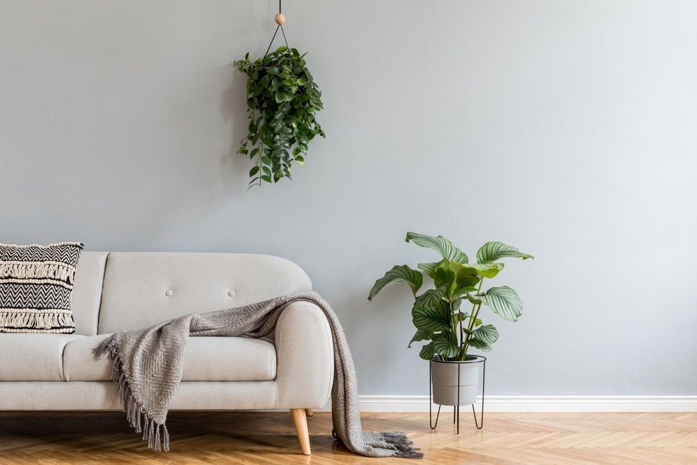 Cozy beige armchair with a blanket, green plant in a pot, and hanging greenery on a plain wall. Cozy beige armchair with a blanket, green plant in a pot, and hanging greenery on a plain wall.